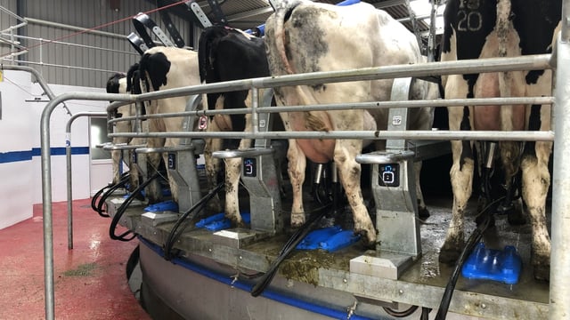 What cows are suitable for selective dry cow therapy?