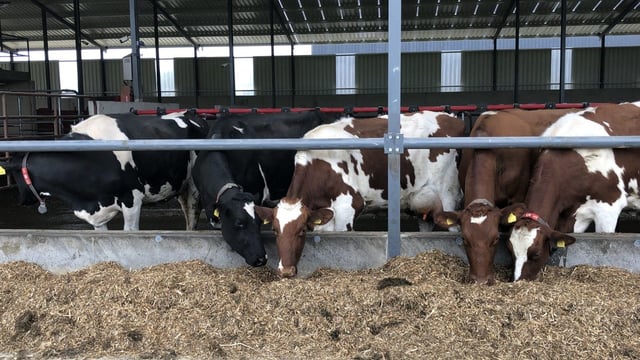 Methane inhibitors show positive results in Johnstown winter-milk herd