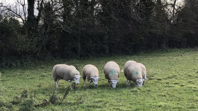 Tips to ensure your lambs comply with the Clean Livestock Policy