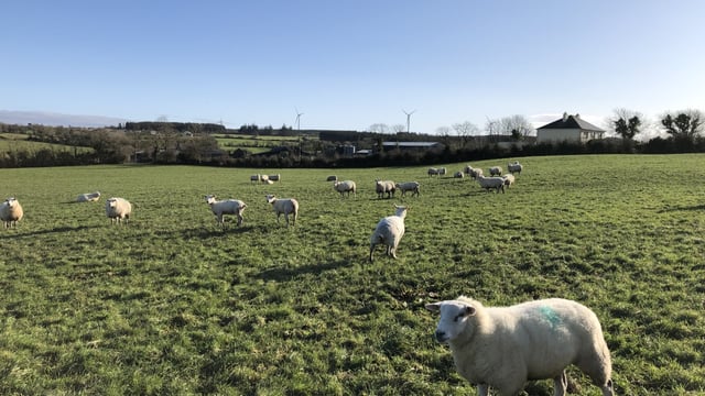 Sheep grassland management: Achieving good cleanouts and closing paddocks