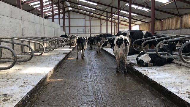 The importance of good hygiene as cows come in for housing