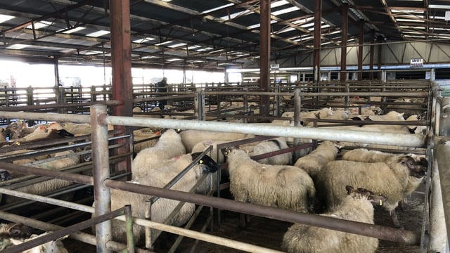Tullow Mart: Heavy lambs top out at €128/head; stores a flying trade