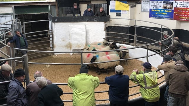 Overall improved sheep trade at Tullow Mart says manager