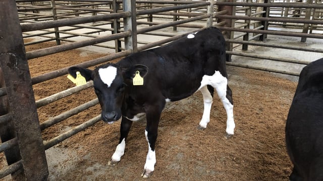 Getting the best price for your calf as demand soars