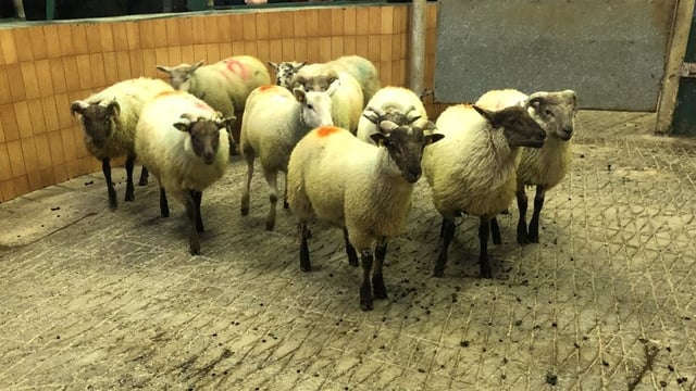 Finishing store lambs on a concentrate diet? What you need to know