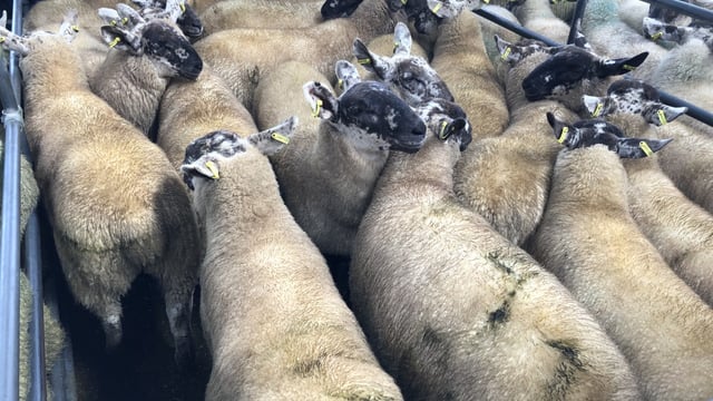 Sheep kill: Throughput bumps back over 60,000 head
