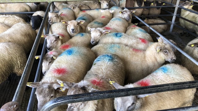 Sheep trade: Number of heavy lambs coming on stream a 'concern'