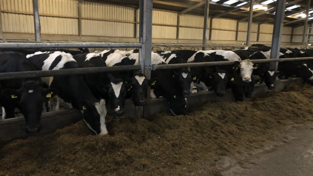 Dutch businesses see success with methane-reducing additive