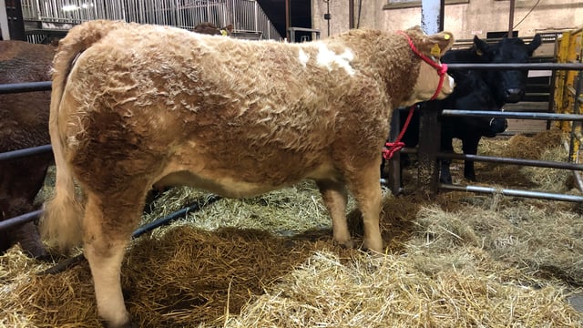 €9,000 tops the trade at commercial in-calf heifer sale
