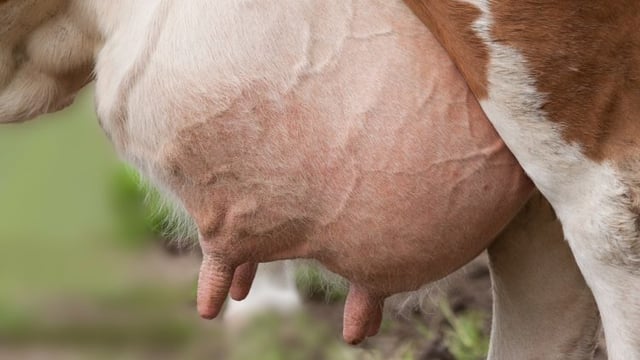 Dairy management: How to ensure a smooth drying-off period