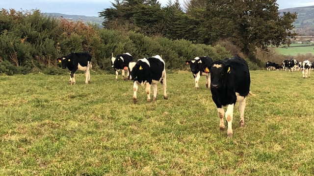 Managing replacement weanling heifers this winter