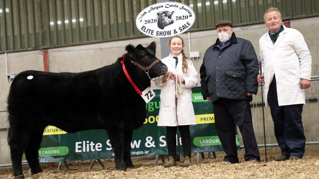 Top price Angus female sells for €7,300 in Carrick-on-Shannon