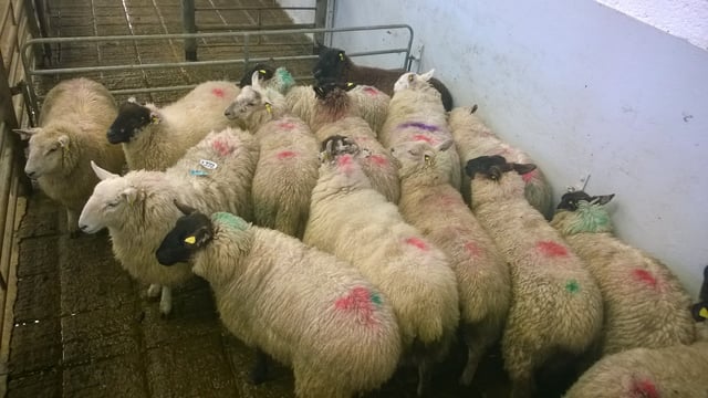 Long-keep stores 'not as hot a trade' at Kingscourt on Monday