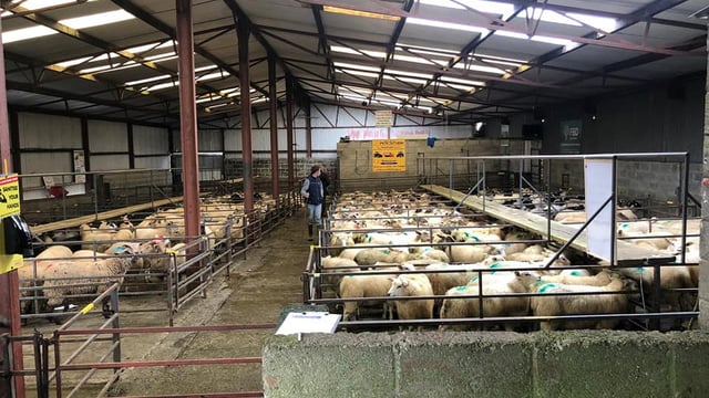 Heavy lambs dominate the sale at Delvin as prices reach €133/head