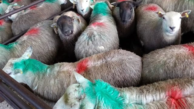 Sheep kill: Throughput up slightly from this time last year