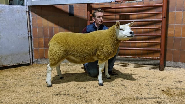 Record price of €5,200 recorded at All-Star Texel in-lamb ewe sale