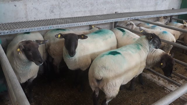 Cull ewes hit €130/head while heavy lambs top €137/head at Ennis Mart