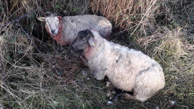 Make sure you know where your dog is at all times, as attacks on sheep creep up