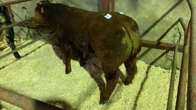 Bullock sells for €2,850 at 'Ballybay Beef Festival' sale
