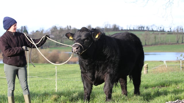 €8,600 leads the trade for Angus bulls at 'Elite Sale'