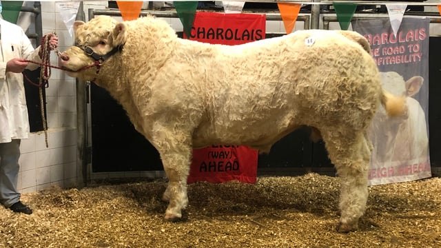 Cracking trade for Charolais bulls in Elphin Mart