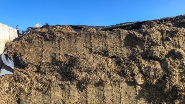 3 simple ways in which farmers can analyse silage quality visually at the pit face