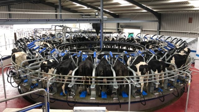 Back In Focus: Milking 250 cows through a brand new 40-unit rotary parlour