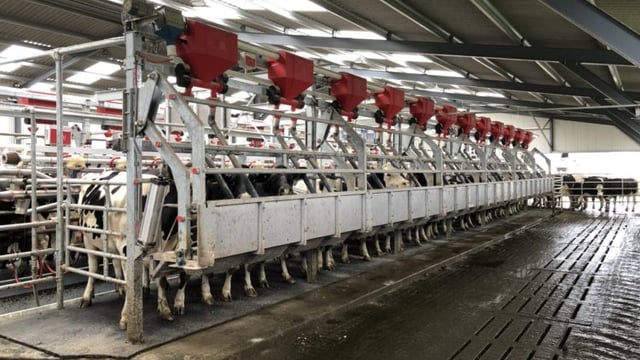 Back In Focus: 24-unit rapid-exit parlour in action in Co. Wicklow