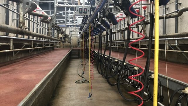 Back In Focus: Milking 80 cows through a brand new 20-unit parlour in Co. Tipperary