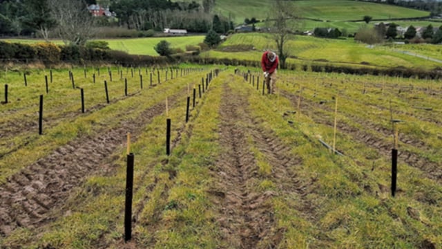 MLAs seek Assembly action over NI's 'woodland scarcity'