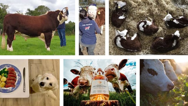 Calendar of handsome Herefords released in aid of midlands hospice fund