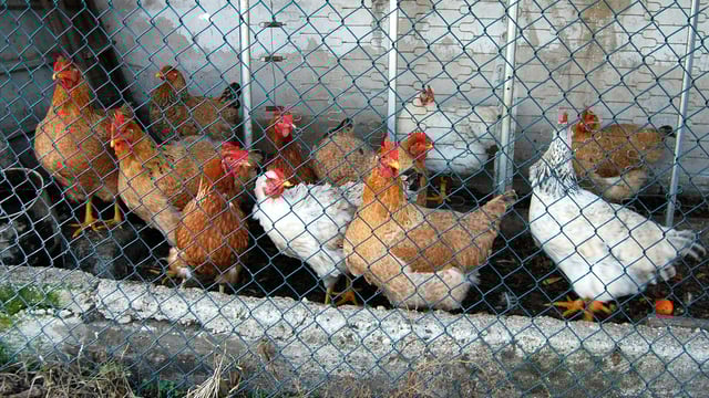 75% of citizens in Ireland want EU to 'reallocate agricultural funds away from cages'