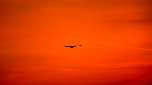 Views of landowners sought on current control of wild birds declarations