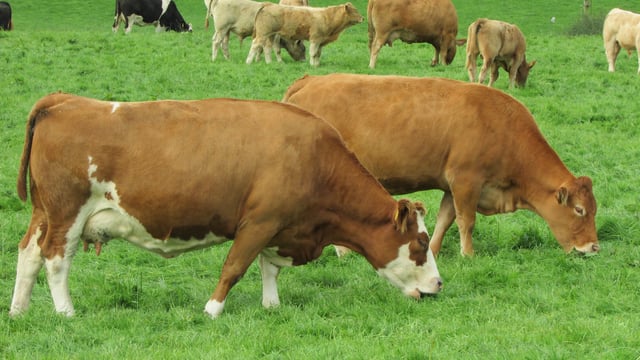 Exploiting the full potential of Irish grass-fed beef