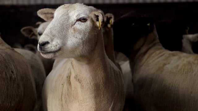 Winter shearing ewes: The benefits