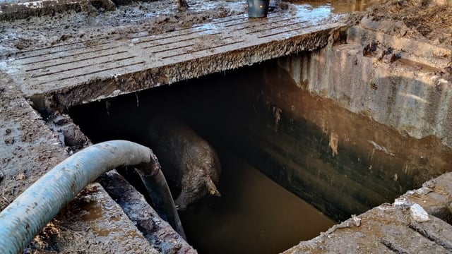 Pics: Firefighters facilitate rescue of cattle from slurry pit in Monaghan