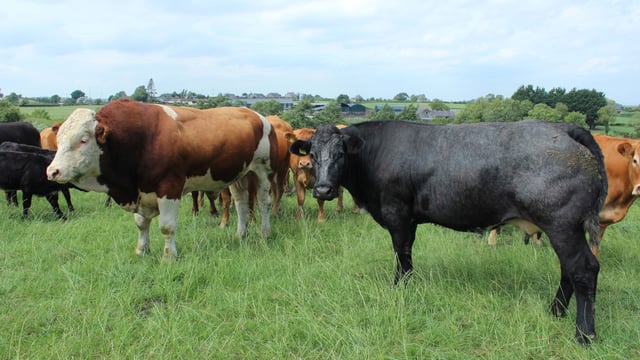 CAFRE farm walk in Enniskillen to focus on EFS