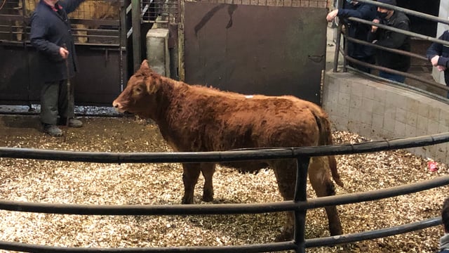 Pics and prices: Weanlings sell up to €3.33/kg at Ballyjamesduff Mart