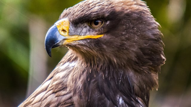 Highly pathogenic bird flu confirmed in wild bird in Dublin