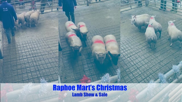 Video: Lambs hit €215/head at Raphoe's Christmas lamb show and sale