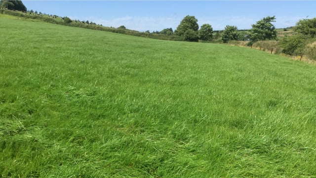 Growth Watch: Maximising graze-outs for April to enhance grass quality