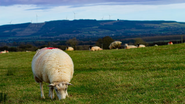 Deadline for sheep census fast approaching