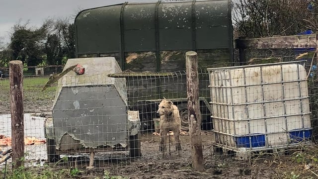 Proposals put forward for all-island animal cruelty register