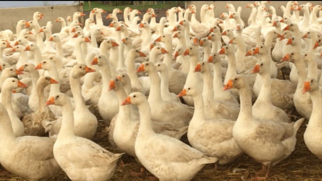 Investigation finds 'unsupervised food business preparing to slaughter geese'