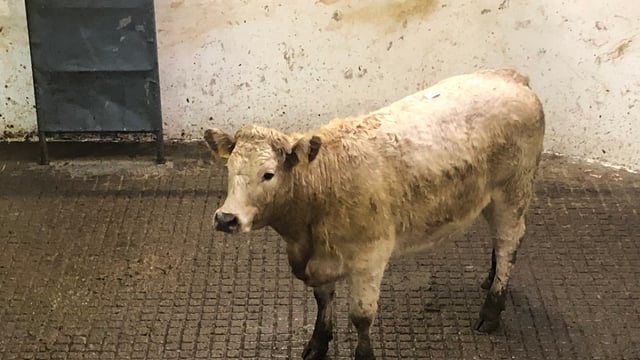 Pics and prices: Quality continental stores on offer at Granard Mart
