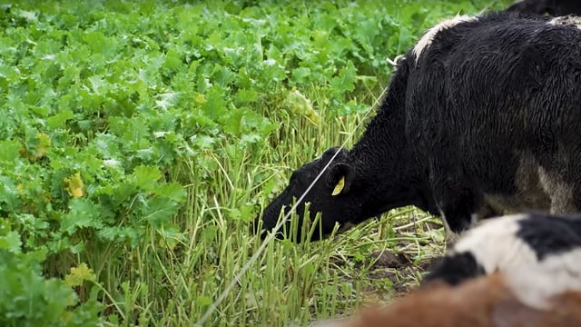 Global land area for grazing and fodder reduced by 191m hectares - FAO
