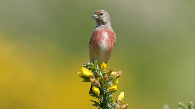 Report links decline in linnets and reed buntings to reduction in arable land in NI
