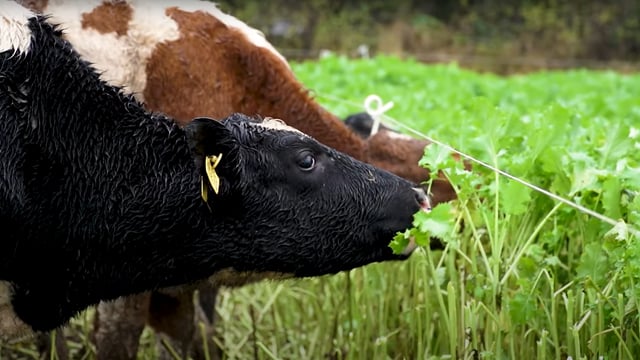 Video: Out-wintering weanlings on high-energy forage crop