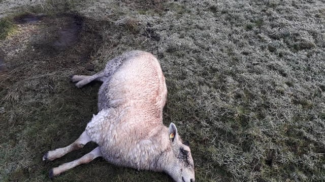 Graphic: Lamb decapitated; sheep killed and injured in Laois dog attack