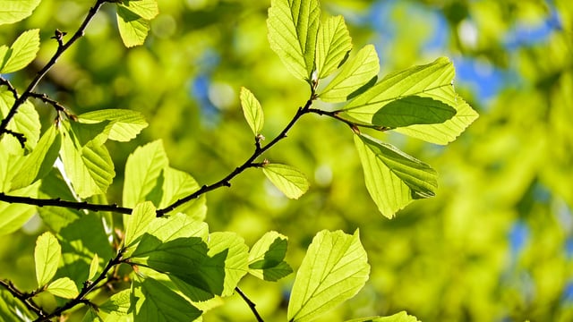 'From broadband to broadleaf': Initiative to see 50,000 trees planted